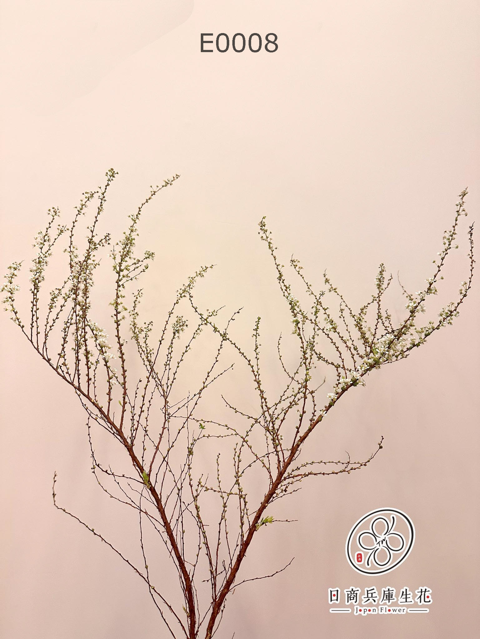 E0008 (14) 日本進口雪柳