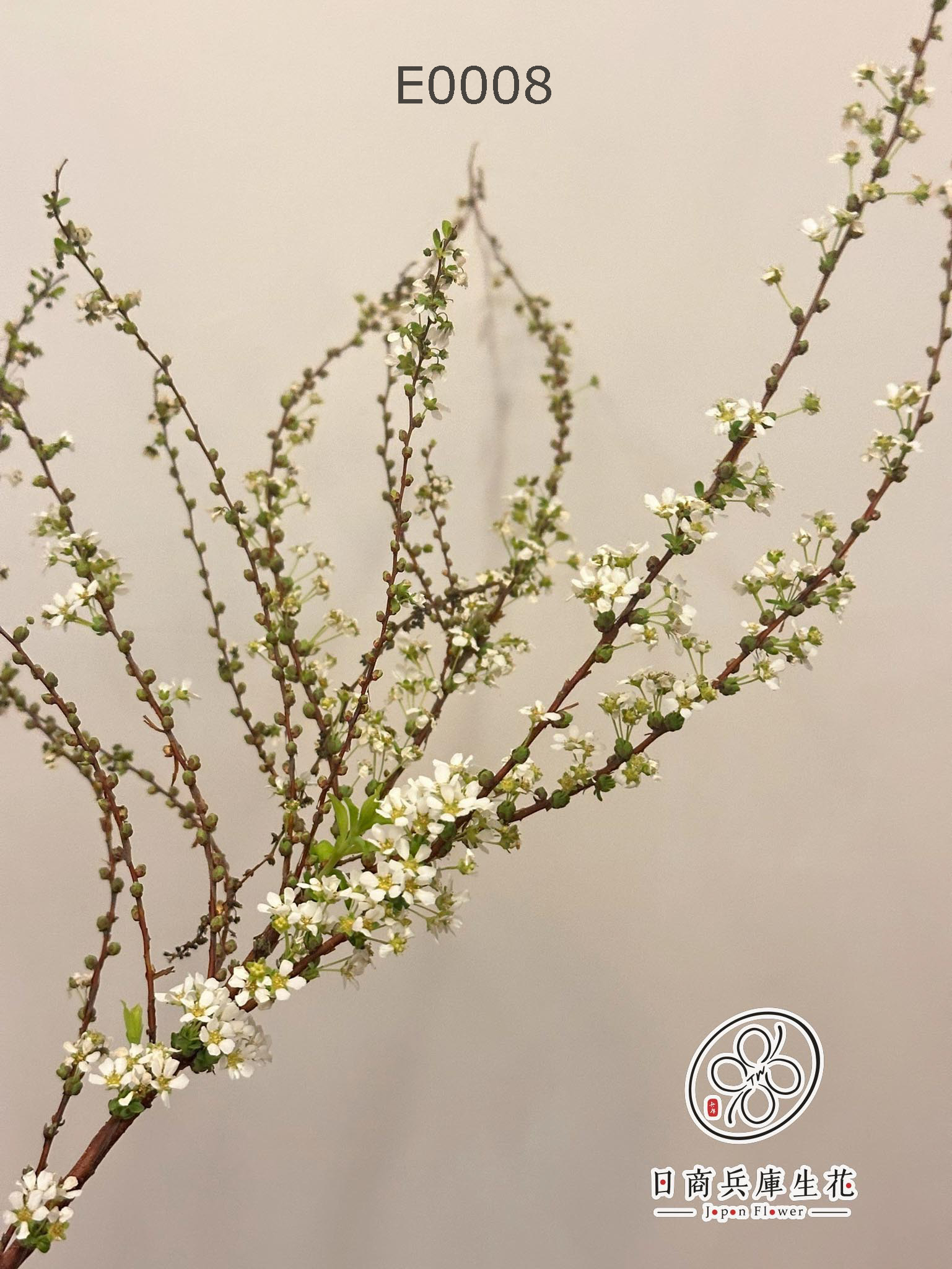 E0008 (6) 日本進口雪柳