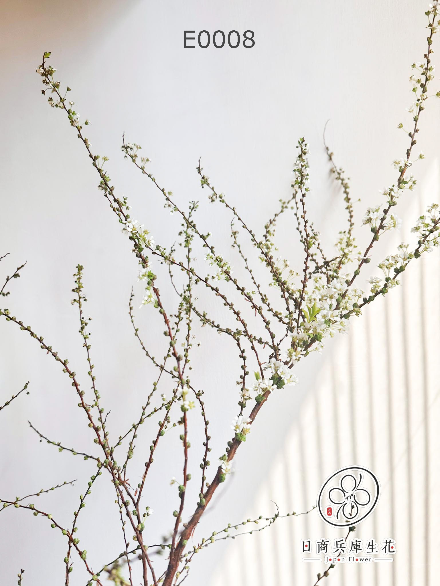 E0008 (9) 日本進口雪柳
