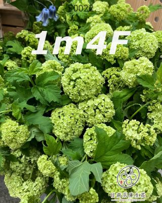 日本進口綠雪球