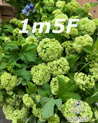 日本進口綠雪球