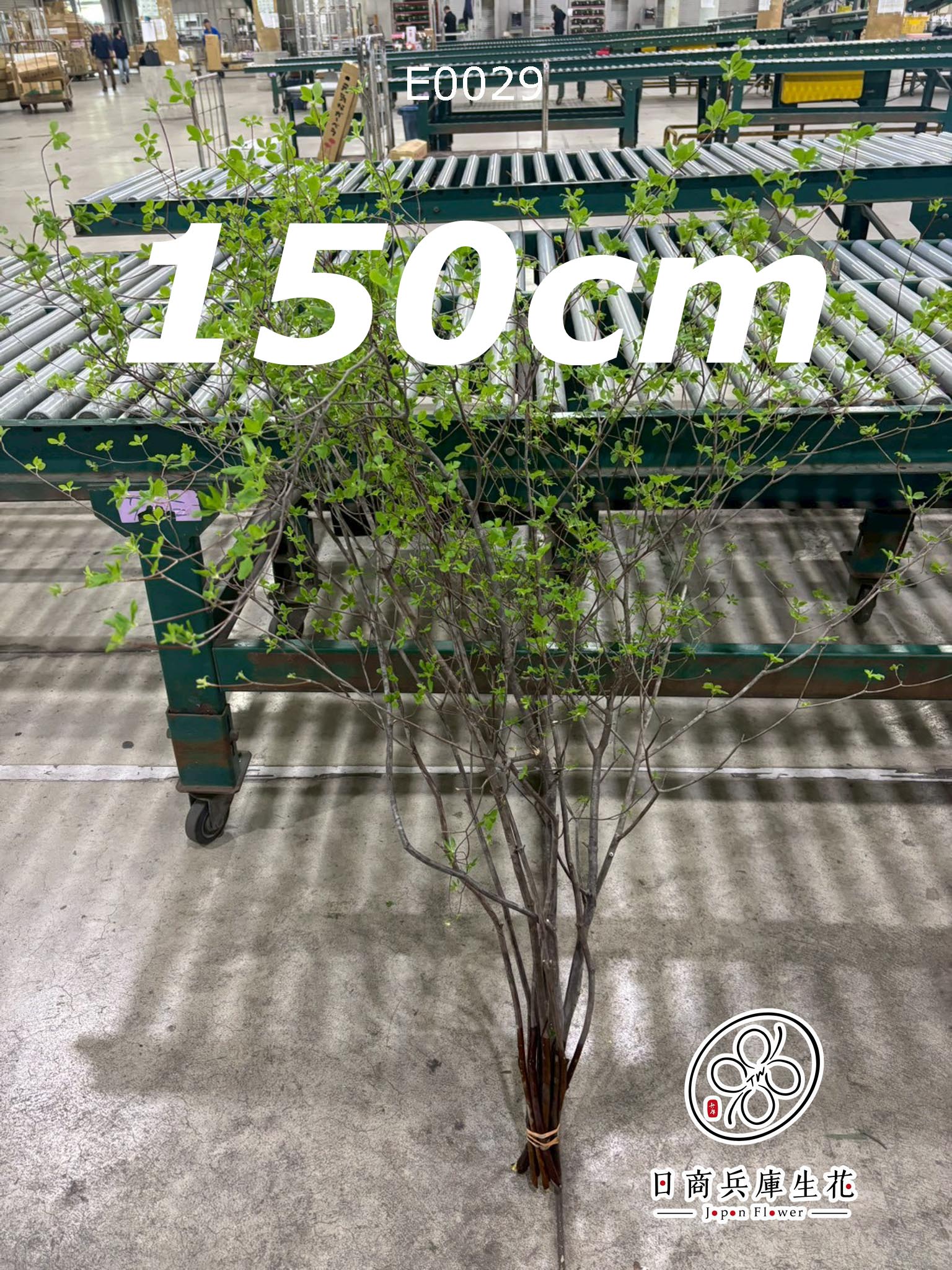 E00292 (150cm) 日本進口吊鐘花