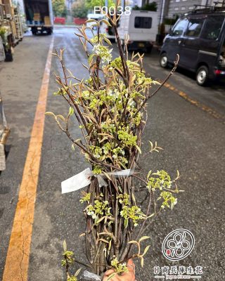 日本進口莢蒾