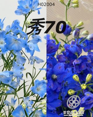 日本進口小飛燕