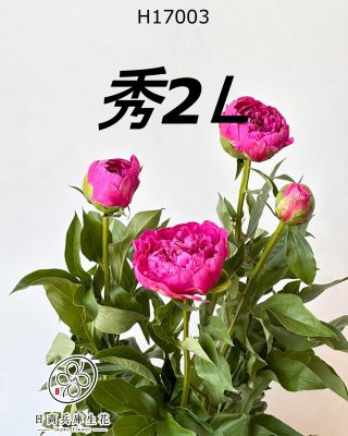 日本進口芍藥