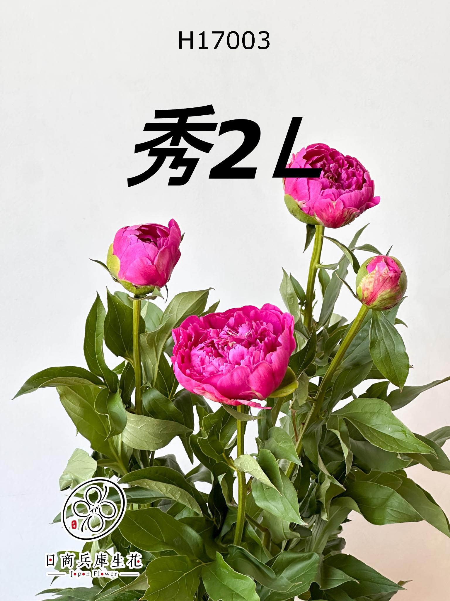 H17003 (秀2L) 日本進口芍藥