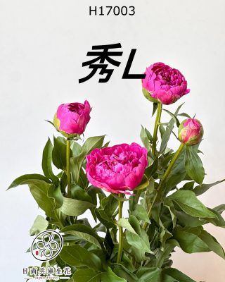 日本進口芍藥