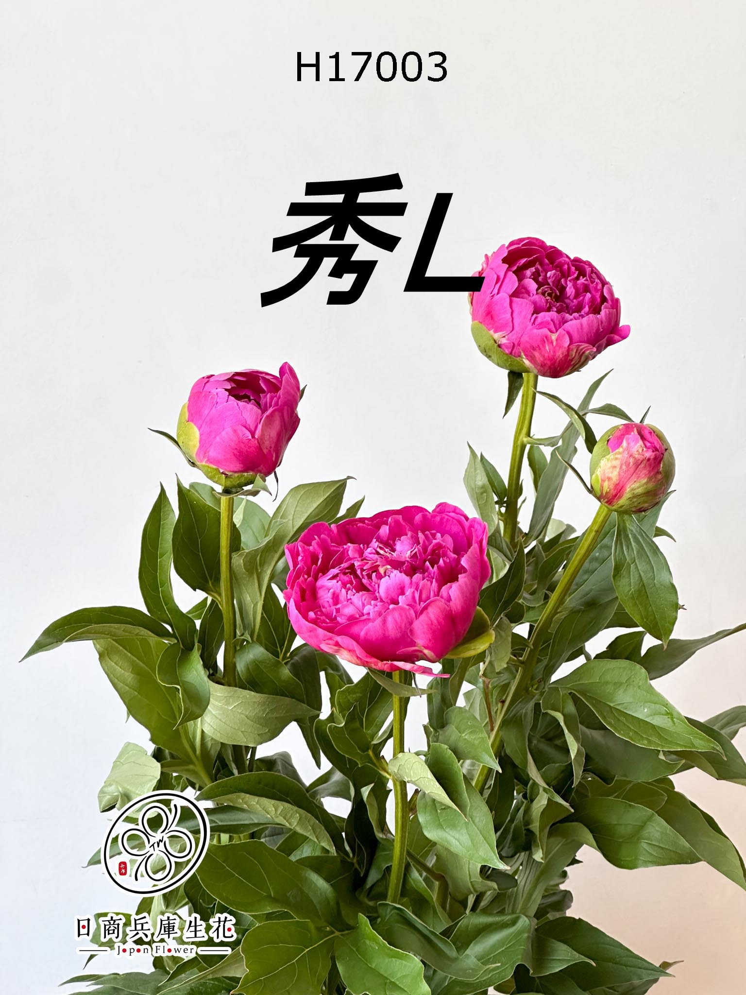 H17003 (秀L) 日本進口芍藥