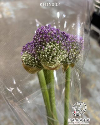日本進口丹頂蔥