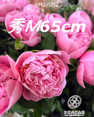 日本進口芍藥